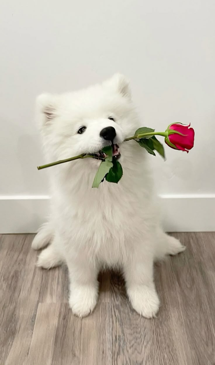 Pet